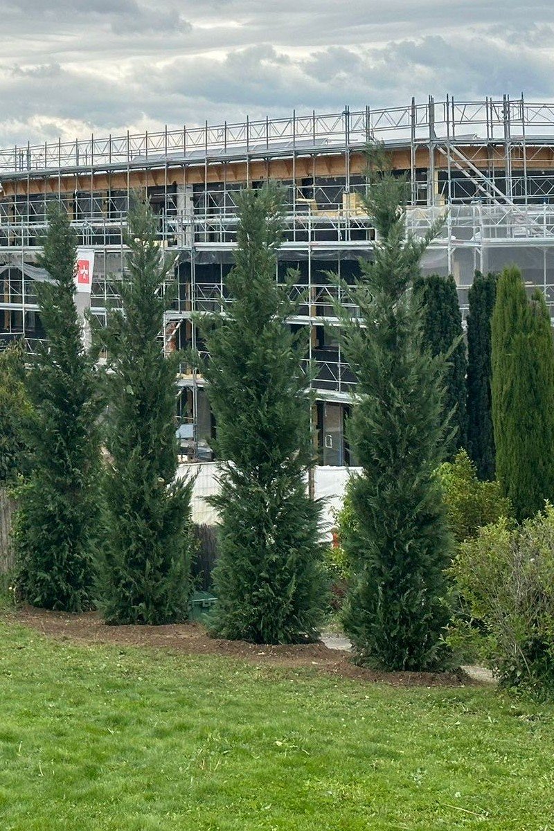 Plantations haies Swissortus 800 1200