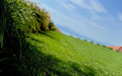 Réussir la rentrée de son jardin : taille douce, plantation, réorganisation