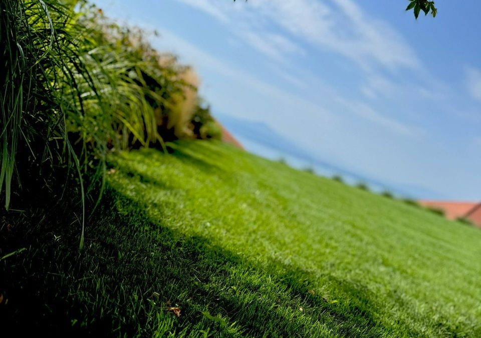 Réussir la rentrée de son jardin : taille douce, plantation, réorganisation