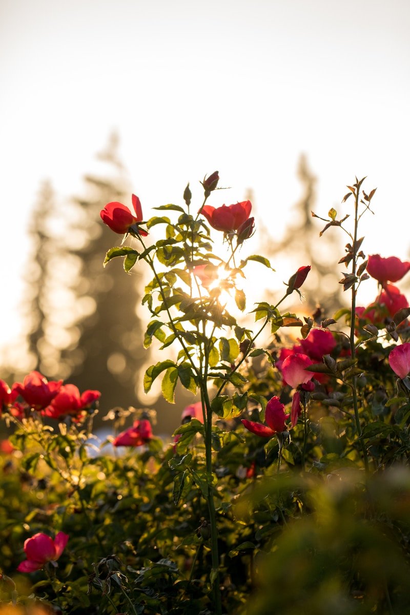 Photo by Jason Leung selective focus photo of red petaled flowers