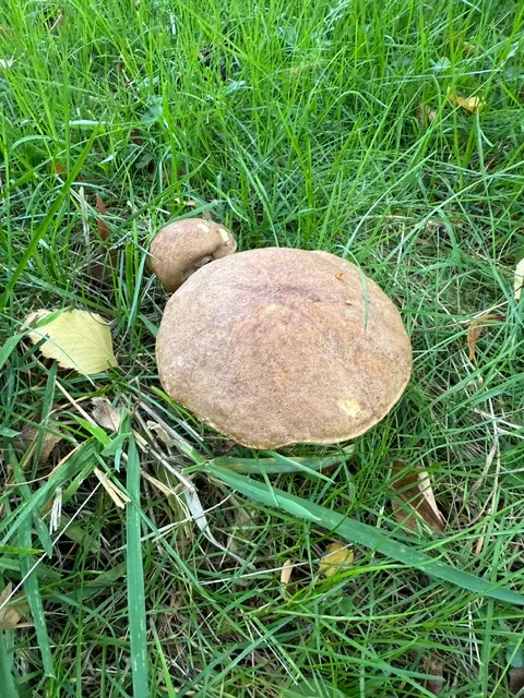 boletacees boletaceae champignons swissortus paysagiste geneve
