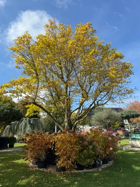 chene chevelu quercus cerris swissortus paysagiste geneve