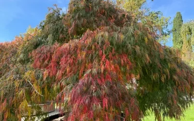 Des feuilles mortes à la biodiversité : l’automne au service du jardin vivant