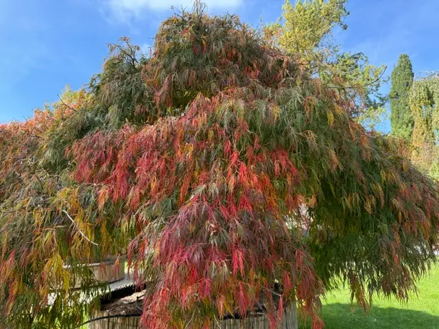 Des feuilles mortes à la biodiversité : l&rsquo;automne au service du jardin vivant