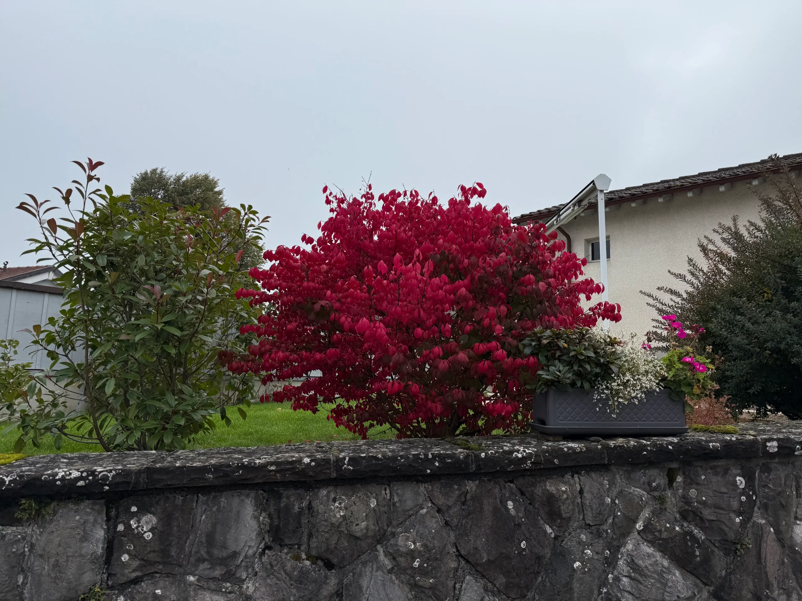 fusain ailé euonymus alatus swissortus paysagiste geneve