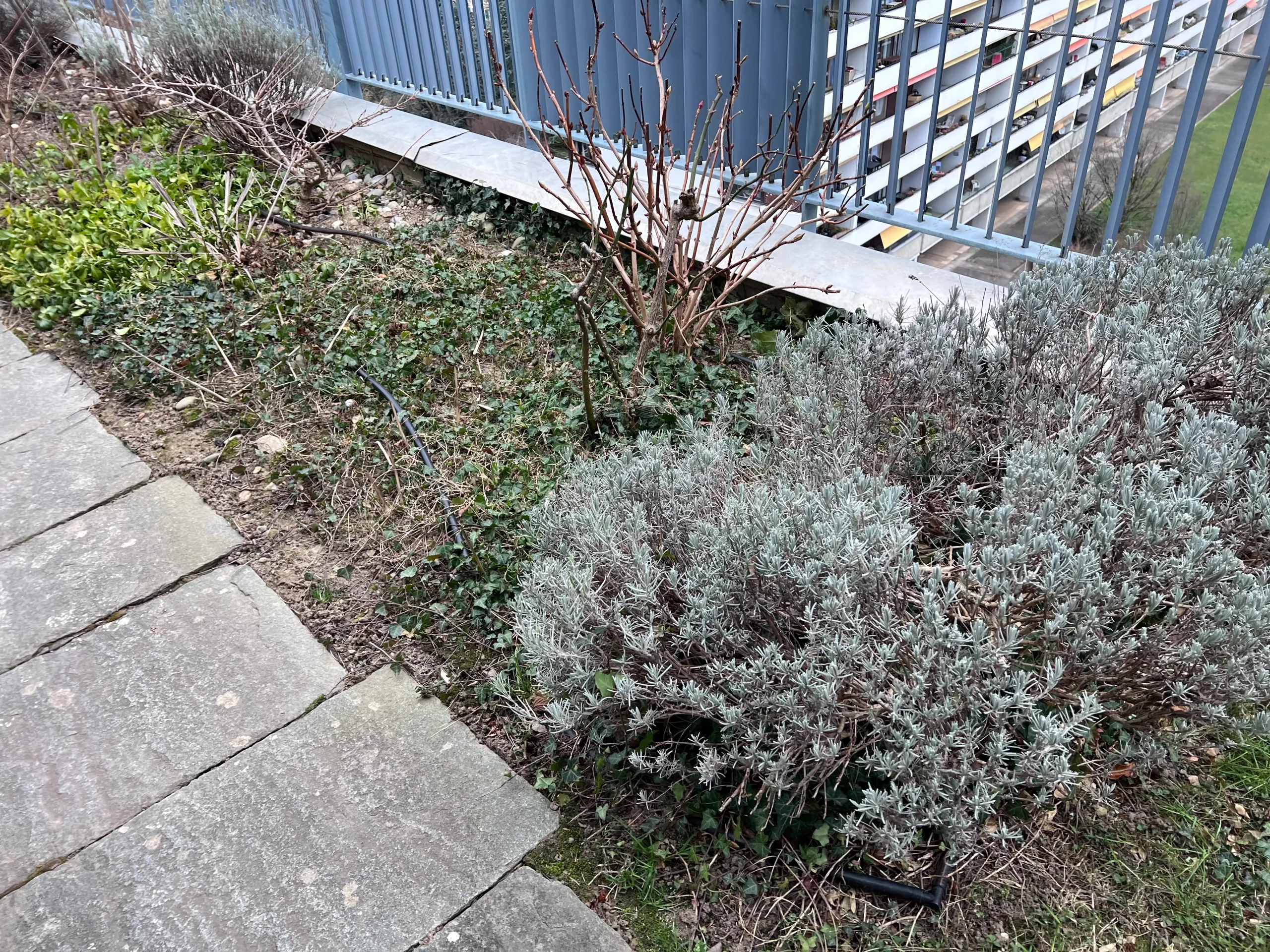 Lavande a rabattre Swissortus