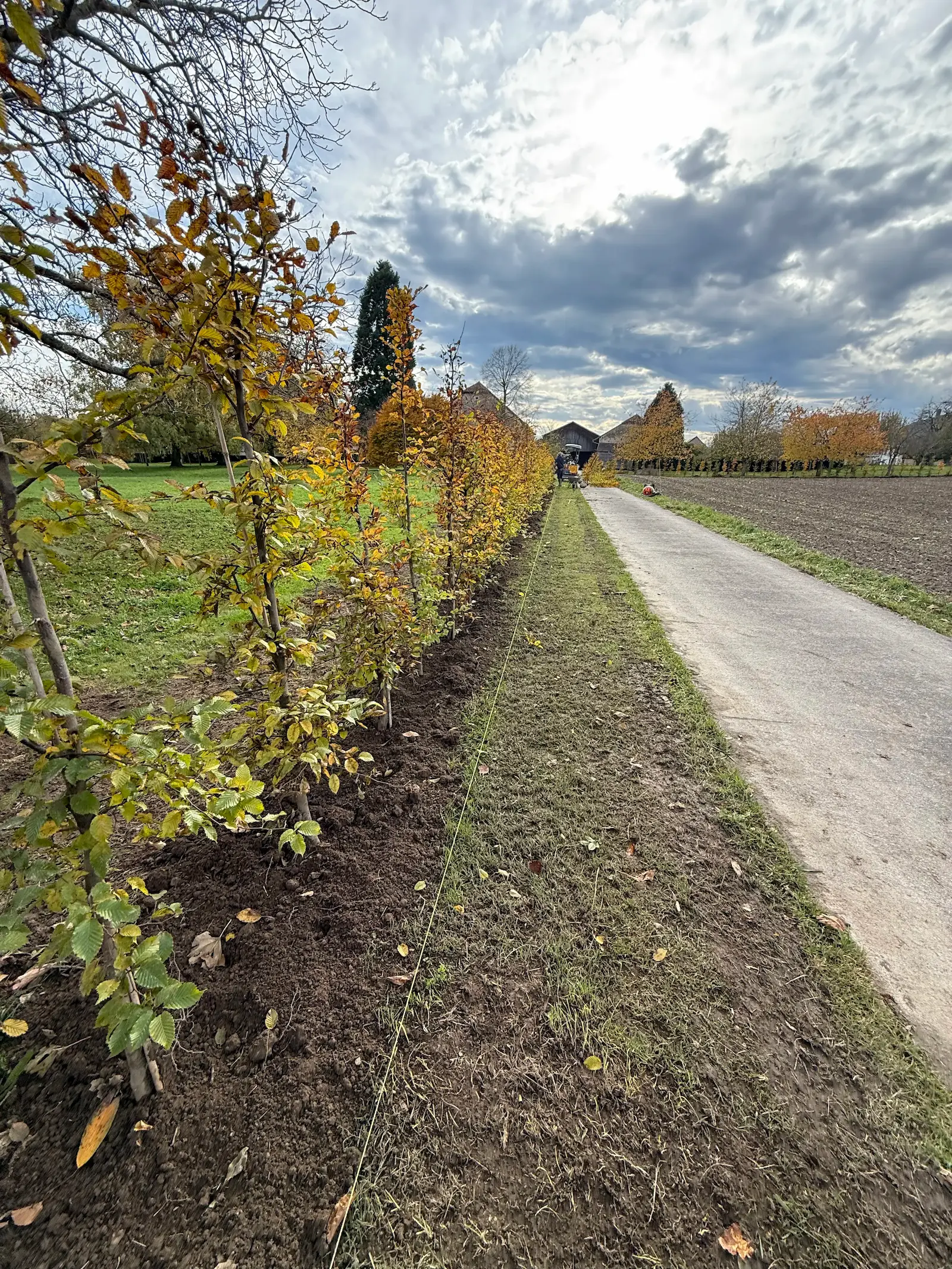 Plantation d’une haie champêtre le long d’un chemin en milieu rural, réalisée par Swissortus