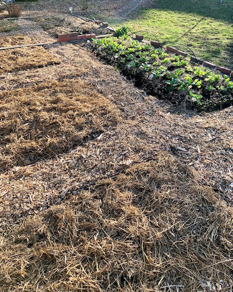 Le BRF au jardin : une solution durable pour des sols vivants et fertiles