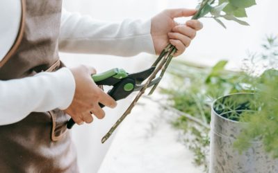 Taille des arbustes à fleurs : un geste essentiel pour un jardin en beauté toute l’année