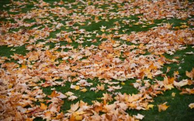 Les travaux essentiels à réaliser en mars