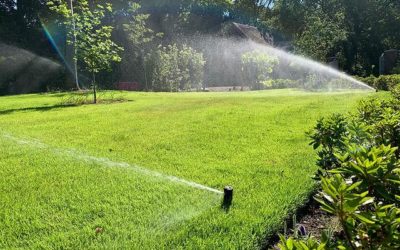 Pourquoi installer un arrosage automatique ? Économie d’eau, confort et expertise Swissortus